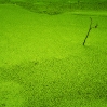 Wasserlinsen