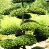 Baum