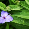 Blaue Blüte 2