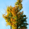 Colorful tree