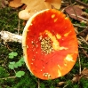 Fliegenpilz