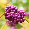 Lila Beeren