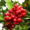 Rote Beeren