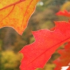 Red leaves