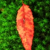 Rotes Blatt