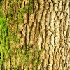 Rinde 2